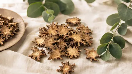 Getrocknete Teufelskrallen-Wurzelscheiben (Harpagophytum procumbens) auf hellem Leinen.